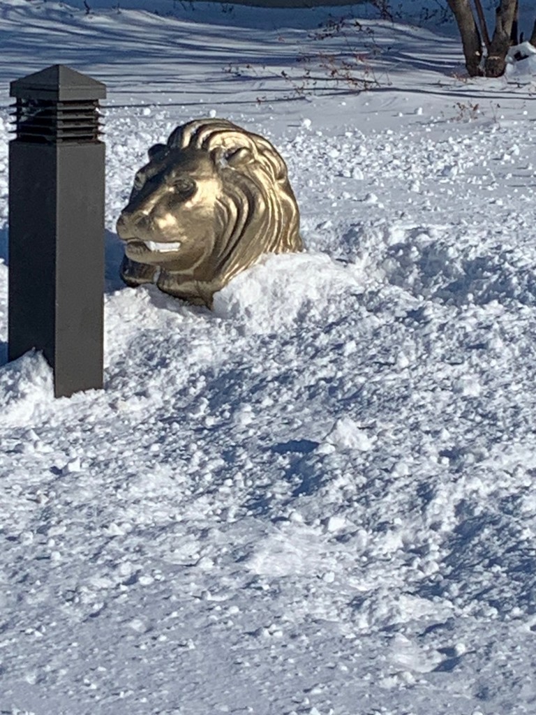 snow lion